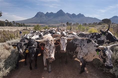  “The Nguni Cattle Drive”：Celebrating Pastoral Life Through Vivid Color and Dynamic Composition!